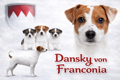 Dansk Svensk Gardhund von Franconia